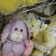 Illustration for article titled Happy Easter! Stef And Puffs Trip To The Bunny Museum